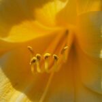 Flor de duelo por deceso. Errores al solicitar el certificado de últimas voluntades